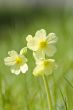 Cowslip