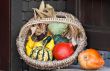 Vegetable Basket