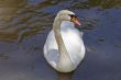 White Swan