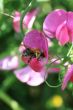 Bee in Work