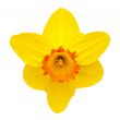 Daffodil