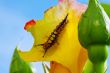 Caterpillar
