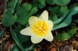 beautiful yellow flower