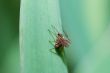 small spider