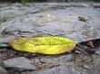 Yellow leaf on the ground