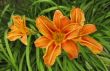 Orange lily blossom