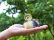 little duckling in a man`s hand