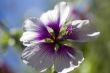 Purple Flower
