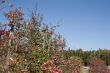Flower Plants