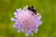 Bumble Bee