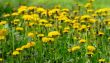 field from the flowering yellow dandelions