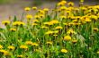 field from the flowering yellow dandelions