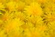 abstract background of flowering yellow dandelions