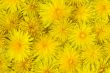 abstract background of flowering yellow dandelions