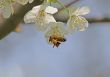 Bee in Flight