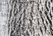 abstract background from the of tree bark