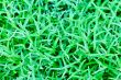 abstract background of the green grass