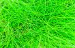 abstract background of the green grass