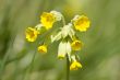 Cowslip