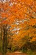 Autumn Forest Track