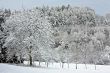 Trees in Winter