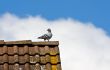 Pigeon 