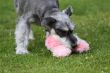 miniature schnauzer with a pink toy