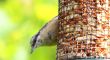 Nuthatch 