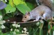 Grey squiirel