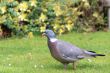 Wood pigeon