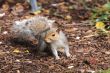 Grey squiirel