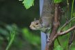 Grey squiirel