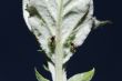 aphids and ants