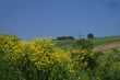 vineyard