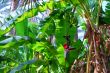 banana palm