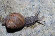 snail on a stone