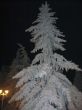 High fir tree under the white snow