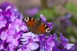 Peacock Butterfly