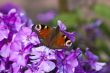 Peacock Butterfly