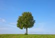 Tree in Summer