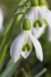 Snowdrop