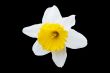 White Daffodil