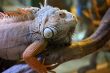 lizard