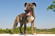 puppy bull terrier