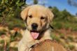 puppy labrador retriever
