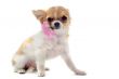 puppy chihuahua and flower