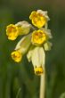 Cowslip