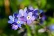 Forget-me-not