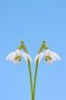  Snowdrop