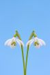  Snowdrop